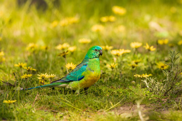 Male Red-rumped Parrot (Psephotus haematonotus)