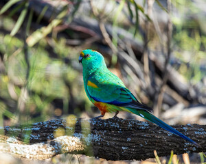 The adult male Mulga Parrot (Psephotus varius) is mostly emerald green in colour, but has a yellow...