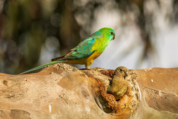Male and female Red-rumped Parrot (Psephotus haematonotus)