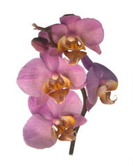 Fototapeta premium Blooming moth orchids, Species of Phalaenopsis, beautiful ornamental plant, on white background