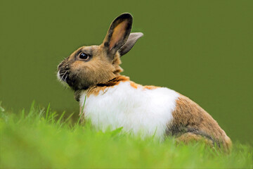 rabbit sitting in the grass, looking, blurred green background with copy space. 