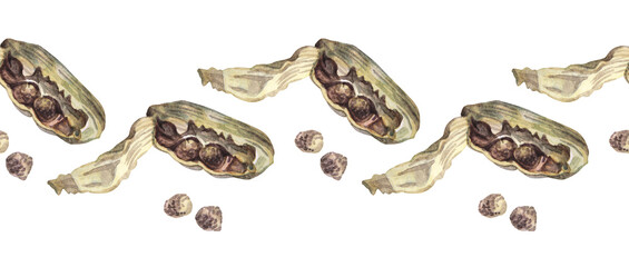 Seamless rim watercolor cardamom on white background. Fragrance condiment for cooking dessert or drink. Christmas food with cardamon. Border for cookbook and sticker. Wallpaper, wrapping and frame