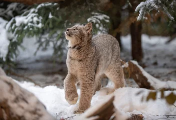Fotobehang Lynx kitten © Chris