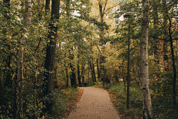 Many beautiful trees and pathway in autumn park