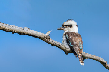 Laughing Kookaburra (Dacelo novaeguineae) perched on a dead branch
