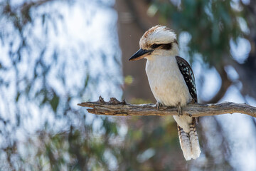 Laughing Kookaburra (Dacelo novaeguineae) perched on a dead branch