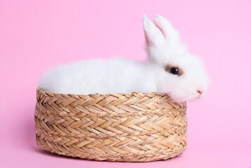 Fluffy white rabbit in wicker basket on pink background. Cute pet