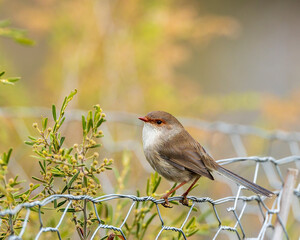 The adult female Superb Fairywren (Malurus cyaneus) has has basic grey plumage with a tan colored strip through her eye