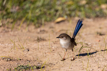 The juvenile male Superb Fairywren (Malurus cyaneus) has basic grey plumage with a blue tail