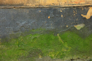 Textured wall with green moss as background, closeup