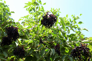 Tasty elderberries (Sambucus) growing on bush outdoors