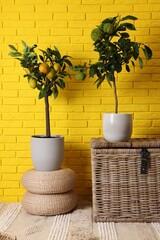 Idea for minimalist interior design. Small potted bergamot and lemon trees with fruits near bright yellow brick wall