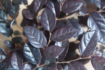 Loropetalum chinense rubrum, branch with buds, pink - purple, magenta petals