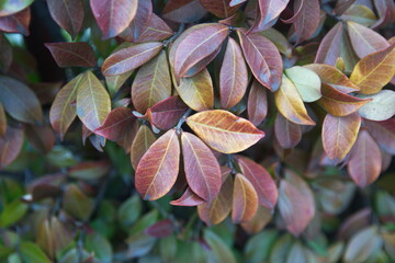 Colorful winter foliage of confederate jasmine, southern jasmine,Chinese star jasmine -...