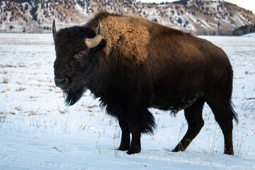 Bold and brazen bison.

A bison in Teton National Park in winter.  Herds of bison made their way across the frozen grassland in search for grazing.