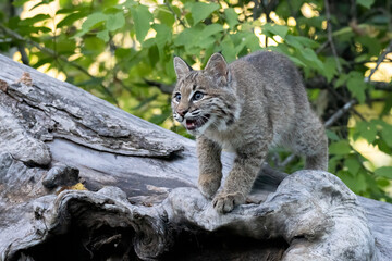 Naklejka na ściany i meble Fuzzy furry roaring bobcat on a textured, weathered log. Whiskers pointed ears pointed teeth big paws. cat feline animal north american wildlife in controlled setting 
