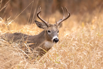 A Brush With A Buck

Large Whitetail deer with 8 point antlers.  It steps through golden grass and...