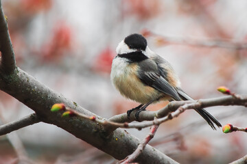 Obraz premium Chappy the Chickadee. He sits, he cheeps, he chirps, and other bird activities.