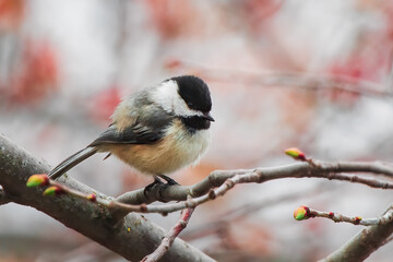 Fototapeta premium Chuffed Chickadee. Proud to be small, proud to be sit on twigs with fresh new buds in springtime.