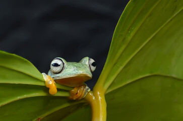 Flying Tree Frog (Rhacophorus reinwardtii) on a leaf.