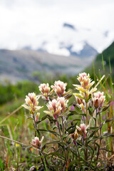 Paintbrush, Castilleja, flower growing in mountains