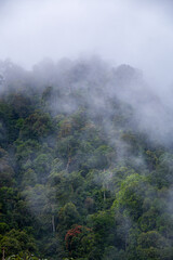 Indonesian tropical forest