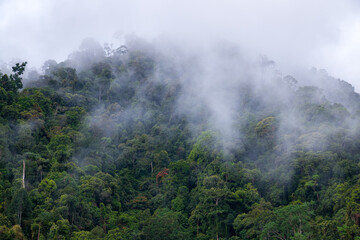 Fototapeta na wymiar Indonesian tropical forest