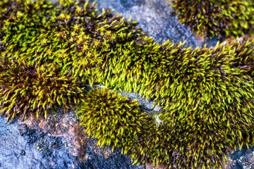 Moss growing on rock
