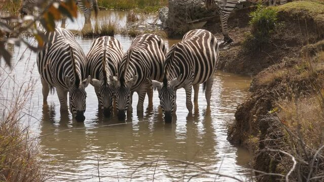 beautiful images of four zebras drinking at a waterhole in the wilderness of south africa. close-up shot