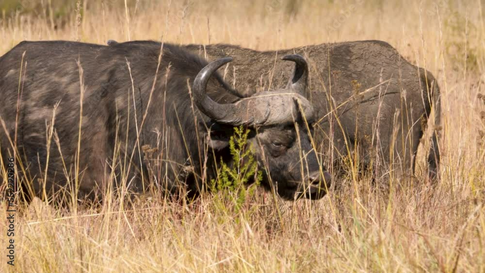 Wall mural a cape buffalo with its imposing horns and static head walks through the tall grasses of the south a