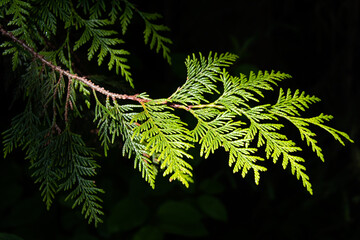 Western red cedar, Thuja plicata, green needles on branch isolated