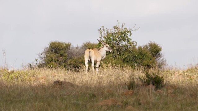 a southern eland antelope stands in front of a bush in the african savannah.