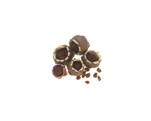Seeds of Cyclamen,  perennial flowering plants in the family Primulacea,on white background