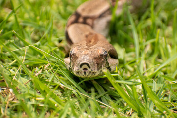 Boa constrictor face