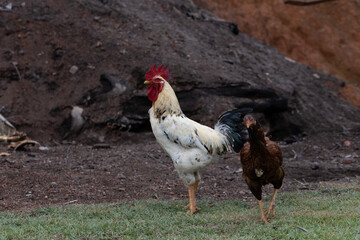 Galo e galinha