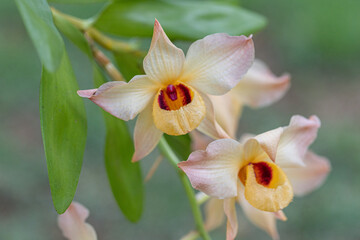 Orquídea amarela