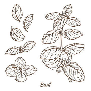 Basil Plant and Leaves in Hand Drawn Style