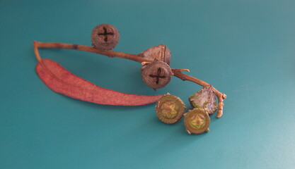 Eucaliptus seeds and leaves,  ornamental and medicinal plant, on turquoise background