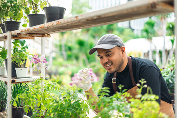 Naklejka na ściany i meble Happy gardener man in gloves and apron plants flowers in greenhouse. Florists man working gardening in the backyard. Flower care harvesting. Planting in pot with dirt or soil