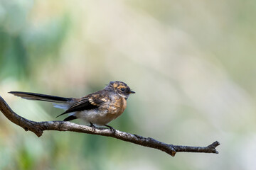 Juvenile Grey Fantail (Rhipidura albiscapa) perched on a branch.
