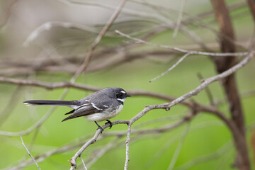 Grey Fantail (Rhipidura albiscapa). Both sexes are similar in appearance: plumage is grey above, white eyebrow, throat and tail edges.
