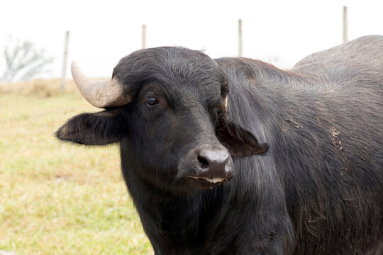 The water buffalo, also called the domestic water buffalo or Asian water buffalo on countryside of Brazil
