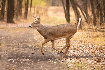 Caution: Deer Crossing 

A large male Whitetail Deer gallops across a leaf strewn road.  The forest is filled with a warm light. 