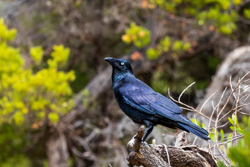 A large and heavy corvid, almost completely black, with a large bill and short tail known as the Forest Raven (Corvus tasmanicus)