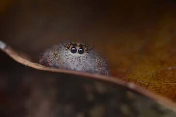 The spider ( Hyllus ) is inside the leaf