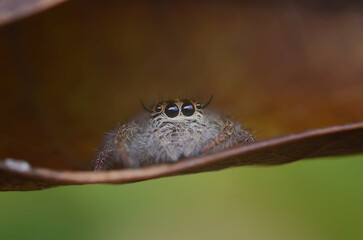 The spider ( Hyllus ) is inside the leaf