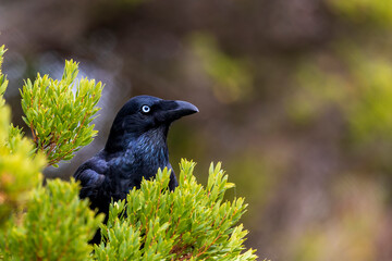 A large and heavy corvid, almost completely black, with a large bill and short tail known as the Forest Raven (Corvus tasmanicus)