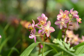 Light purple orchids bloom beautifully in the garden in spring.