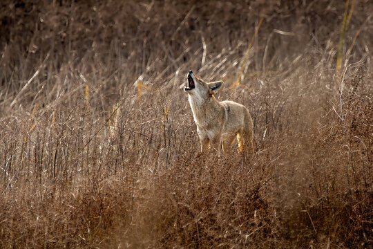 Wiley and Wailing Coyote

A desert tan coated coyote turns its muzzle upwards in a howl.  Dry brown grass meadow and dense thickets. - Powered by Adobe