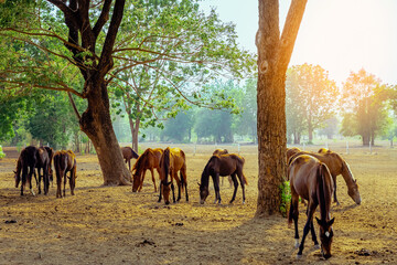 Horses grazing in field in evening. Many horses on pasture in sunset light. Majestic brown horses...